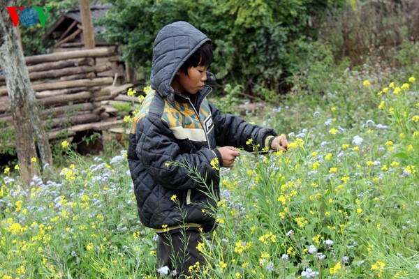 Spring flowers blossoming in northwestern region  - ảnh 2